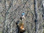 IMG 4536